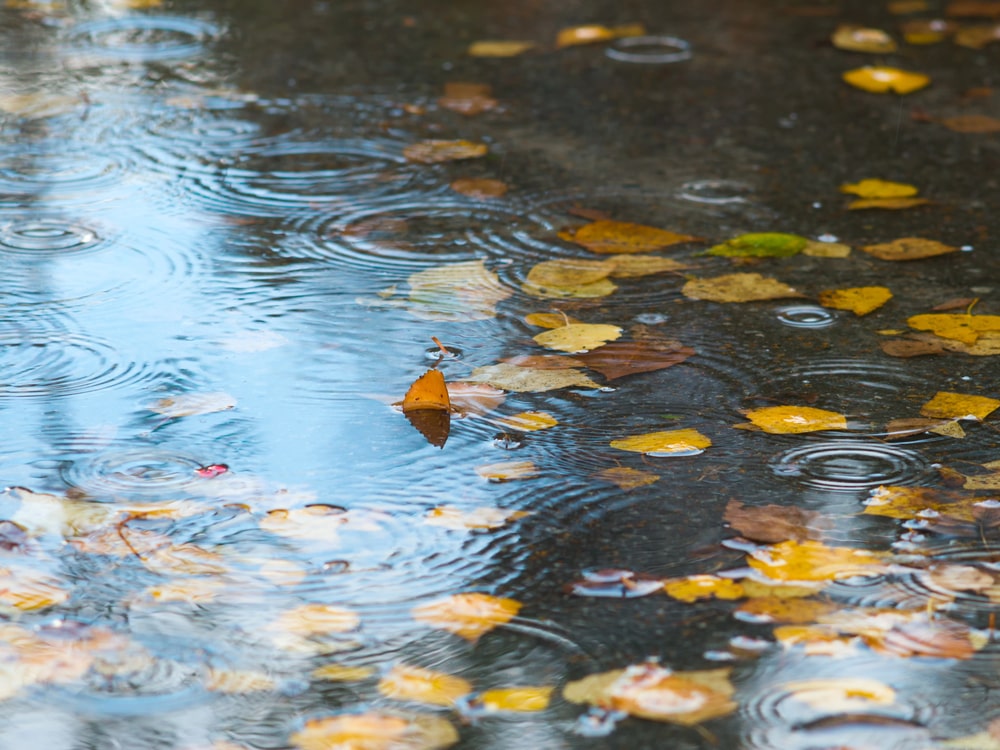 water damage remediation Renton, WA